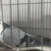 نر سینه واز بدرنگ