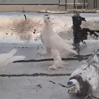 کبوتر اوجا و قره آغ قوریوخ نر|پرنده|باسمنج, |دیوار