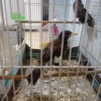 چهار عدد مینا درشت وقلدرونر
