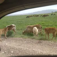 هفت عدد گاو محلی  با هفت عددگوساله