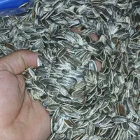 تخمه دور سفید پُر مغز تمیز