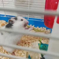 همستر اهلی با قفس