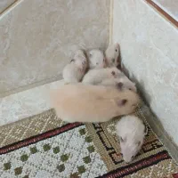 بچه همستر|موش و خرگوش|زرند, |دیوار