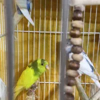 مرغ عشق جوان|پرنده|گلبهار, شهر جدید گلبهار|دیوار