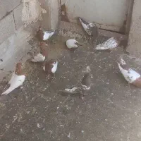 ماده سینه بهبونی|پرنده|شیراز, شهرک سعدی|دیوار