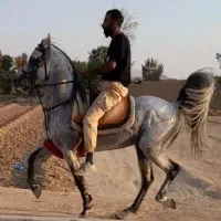 نریان زیبا و سواری دار سن ۶به ۷|اسب و تجهیزات اسب‌سواری|خمینی‌شهر, |دیوار