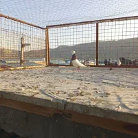 کفتر|پرنده|شیراز, محمودآباد|دیوار