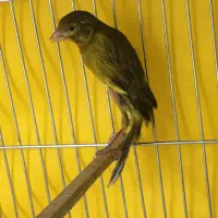 پرنده|پرنده|شیراز, شهرک رضوان|دیوار