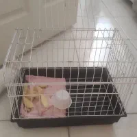 خرگوش سفید|موش و خرگوش|ایلام, |دیوار