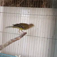 سهره قناری