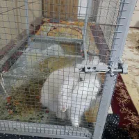 خرگوش لپو دستی