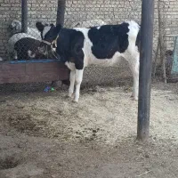 گاو وگوساله سمیتال  درجه یک ونوبر هلشتاین