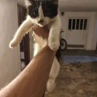 واگذاری دو عدد گربه ماده