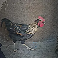 خرووس
