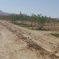 باغ-فروشی