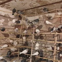 پرندن|پرنده|بم, |دیوار