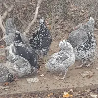 مرغ گلین طوسی فروش تخمرغ|حیوانات مزرعه|شهرکرد, |دیوار