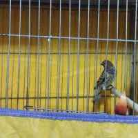 دوعدد گلبسر یه نر مست ویه ماده آماده