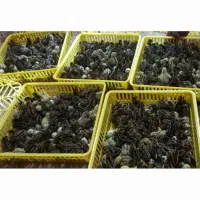 جوجه بلدرچین۲روزه