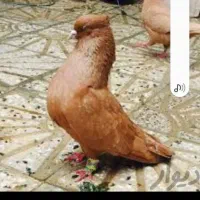 کبوتر سرخ ماده دورگ کاکولی
