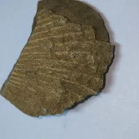 فسیل صدف