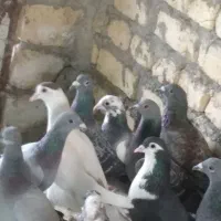 28ماده12حیوان نر نرماده سینه چپ خال پشت کویتی ماده