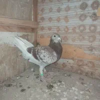 کبوتر مسافتی مایا|پرنده|اهر, |دیوار