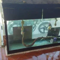 آکواریوم|ماهی|دوگنبدان, |دیوار