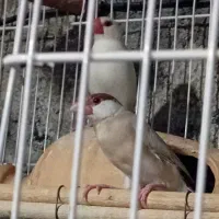 فنچ نرگسی