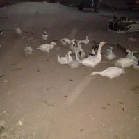 جوجه غاز