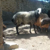 قوچ نژاد شال