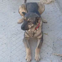 واگزاری سگ|سگ|قره چای, |دیوار