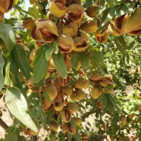 فروش نهال زودبارده