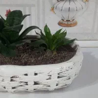 گلدان رومیزی دو عدد|گل و گیاه طبیعی|مشهد, شهرک امام هادی (شهرک غرب)|دیوار