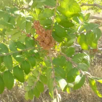 فروش باغ کشاورزی|فروش دفتر صنعتی، کشاورزی، تجاری|سنندج, |دیوار