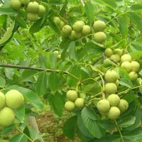 نهال گردو مراغه