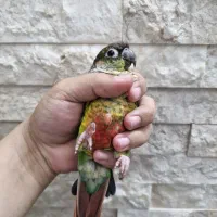 گرینچیک یلو ساید رد فاکتور