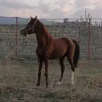 نریان یکسر|اسب و تجهیزات اسب‌سواری|تهران, آبشار|دیوار