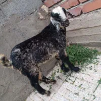 کره نر پاکستانی قیمت 11ملیون