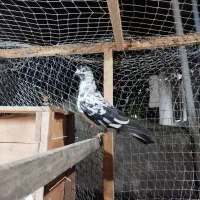 کبوتر پرشی ساعت بالا