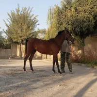 کره مادیان عرب یکسر وارداتی