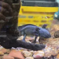 اکواریوم به همراه لوازم