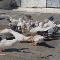 حراج گنجه کفتر کفتر کفتر