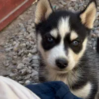 توله هاسکی سیبرین|سگ|یزد, |دیوار