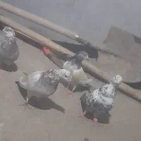 دو جوفت کفتر فروشی ۱۰۰۰۰۰۰۰