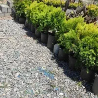 نهالستان برند نهال