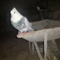 کفتر رنگ|حراج|لار, |دیوار