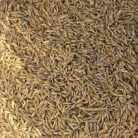 جو دیم کوردی و کود سفید