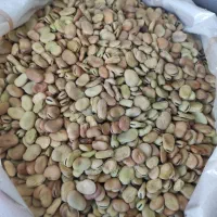 بذر باقالا گرگانی برکت و هیستال زودرس موجود است|خدمات باغبانی و درختکاری|دره شهر, |دیوار