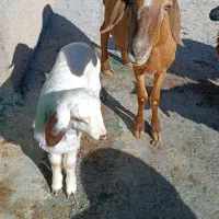 یک عدد میش بره نر|حیوانات مزرعه|کوهدشت, |دیوار